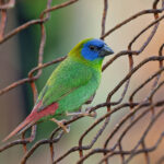 Blue-faced Parrotfinch (image by Pete Morris)
