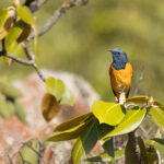 Blue-fronted Redstart (image by Simon Mitchell)