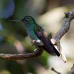 Blue-tailed Hummingbird (image by Leonardo Garrigues)