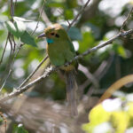 Blue-throated Motmot (image by Leonardo Garrigues)