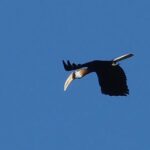 Blyth's Hornbill (image by Mark Van Beirs)
