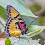 Bobiri Butterfly (image by Pete Morris)