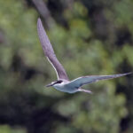 Bridled Tern (image by Pete Morris)