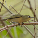 Bridled White-eye (image by Pete Morris)