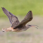 Bristle-thighed Curlew (image by Pete Morris)
