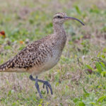 Bristle-thighed Curlew (image by Pete Morris)