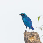 Bronze-tailed Starling (image by Pete Morris)