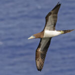 Brown Booby (image by Pete Morris)