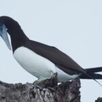Brown Booby (image by Mark Van Beirs)