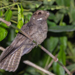 Brown Nightjar (image by Pete Morris)
