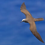 Brown Noddy (image by Pete Morris)