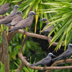 Brown and Black Noddies (image by Pete Morris)