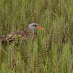 Brown-eared Rail (image by Simon Mitchell)