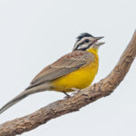 Brown-rumped Bunting (image by Pete Morris)