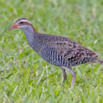 Buff-banded Rail (image by Pete Morris)
