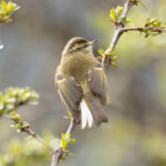 Buff-barred Leaf Warbler (image by Simon Mitchell)