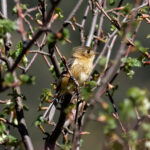 Buff-breasted Flycatcher (image by Leonardo Garrigues)