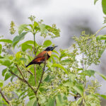 Buff-throated Sunbird (image by Pete Morris)
