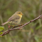 Buff-throated Warbler (image by Simon Mitchell)