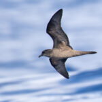 Bulwer's Petrel (image by Diedert Koppenol)