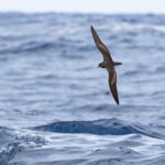 Bulwer's Petrel (image by Diedert Koppenol)