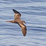 Bulwer's Petrel (image by Pete Morris)