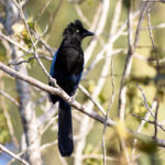 Bushy-crested Jay (image by Leonardo Garrigues)