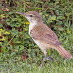 Caroline Reed Warbler (image by Pete Morris)