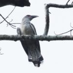 Channel-billed Cuckoo (image by Mark Van Beirs)