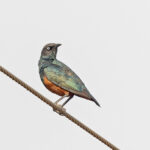 Chestnut-bellied Starling (image by Pete Morris)
