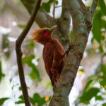 Chestnut-colored Woodpecker (image by Leonardo Garrigues)