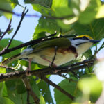 Chestnut-sided Shrike-Vireo (image by Leonardo Garrigues)