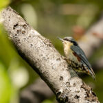 Chestnut-vented Nuthatch (image by Simon Mitchell)