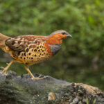 Chinese Bamboo Partridge (image by Simon Mitchell)