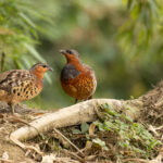 Chinese Bamboo Partridge (image by Simon Mitchell)