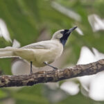 Chuuk Monarch (image by Pete Morris)