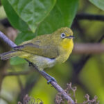 Citrine White-eye (image by Pete Morris)
