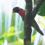 Coconut Lorikeet (image by Mark Van Beirs)