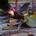 Comb-crested Jacana (image by Mark Van Beirs)