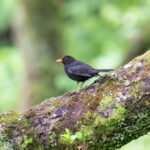 Common Blackbird (image by Diedert Koppenol)