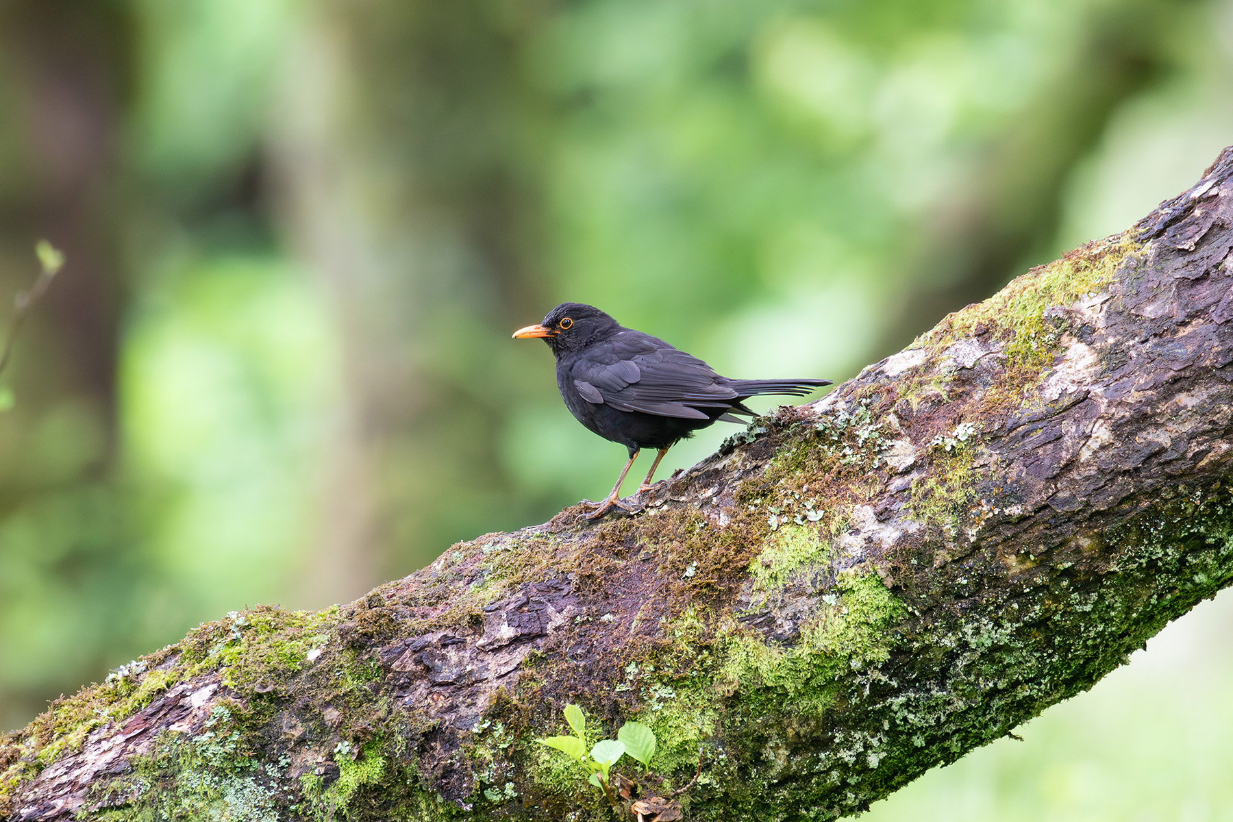 Common Blackbird (image by Diedert Koppenol)