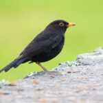 Common Blackbird (image by Diedert Koppenol)