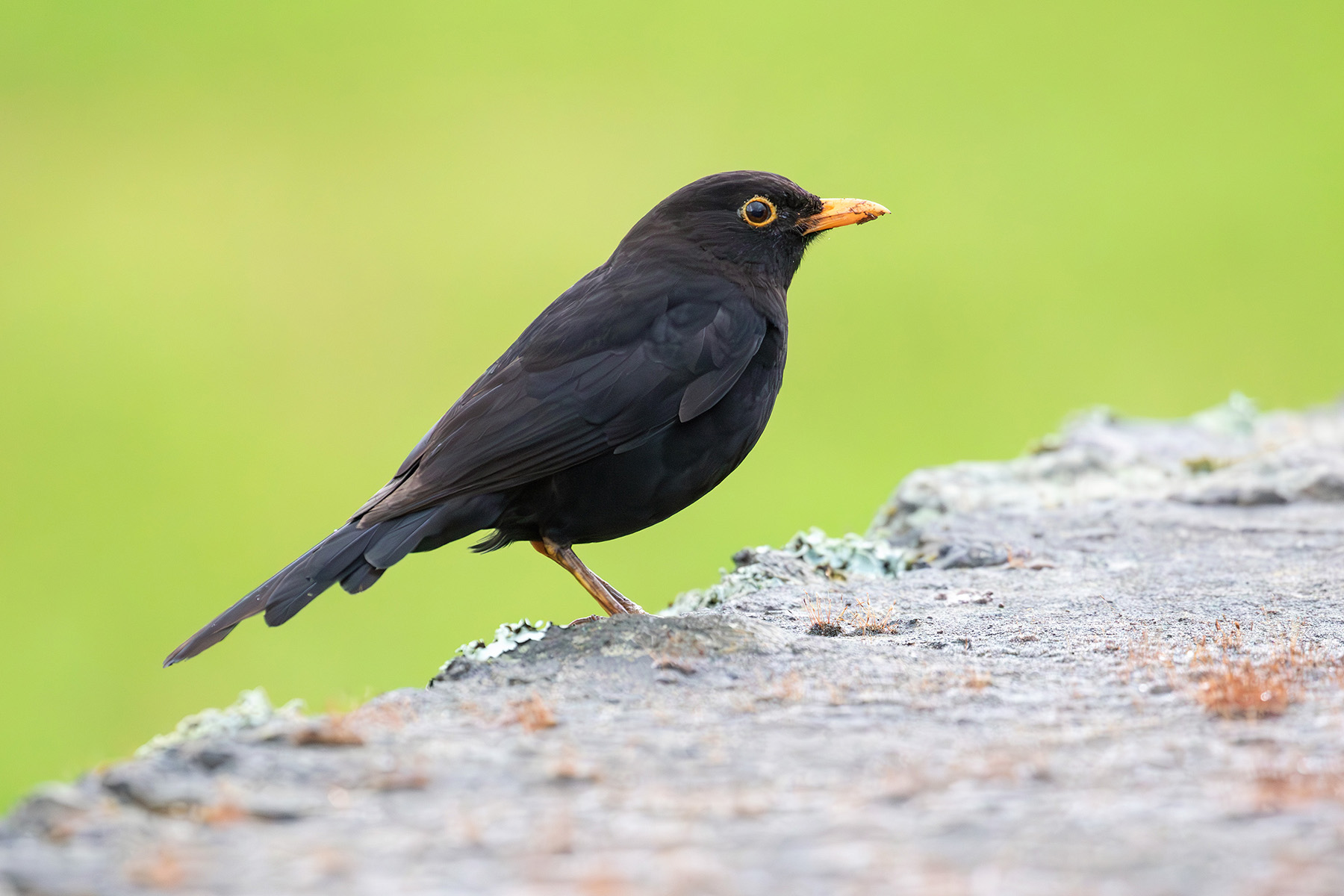 Common Blackbird (image by Diedert Koppenol)