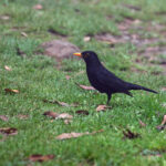Common Blackbird (image by Diedert Koppenol)
