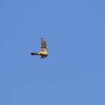 Common Kestrel (image by Diedert Koppenol)