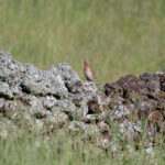 Common Quail (image by Diedert Koppenol)