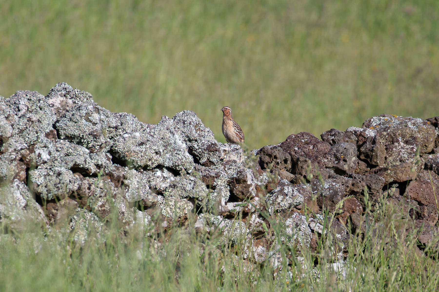Common Quail (image by Diedert Koppenol)