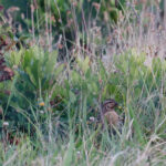 Common Quail (image by Werner Mueller)
