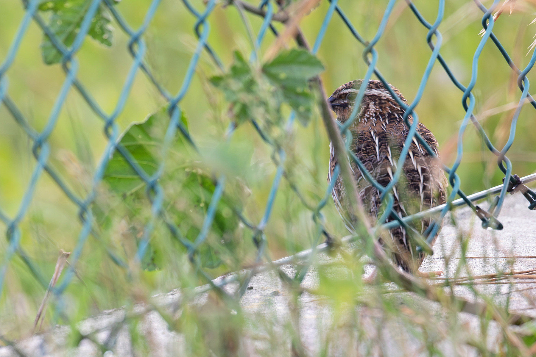 Common Quail (image by Diedert Koppenol)