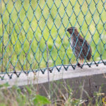 Common Quail (image by Diedert Koppenol)
